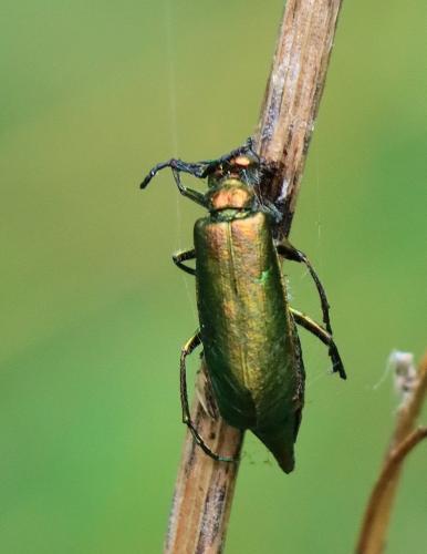 Lytta vesicatoria